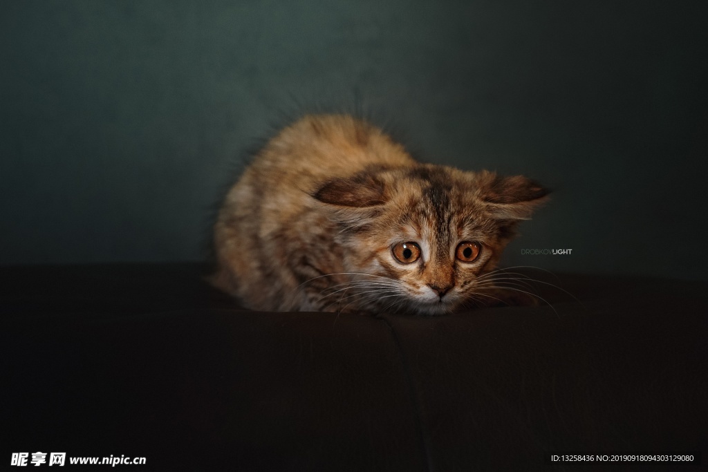 小猫宠物猫咪