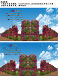 三角梅 梅花 AVI高清视频
