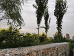 树木 景观 植物  建筑 公园