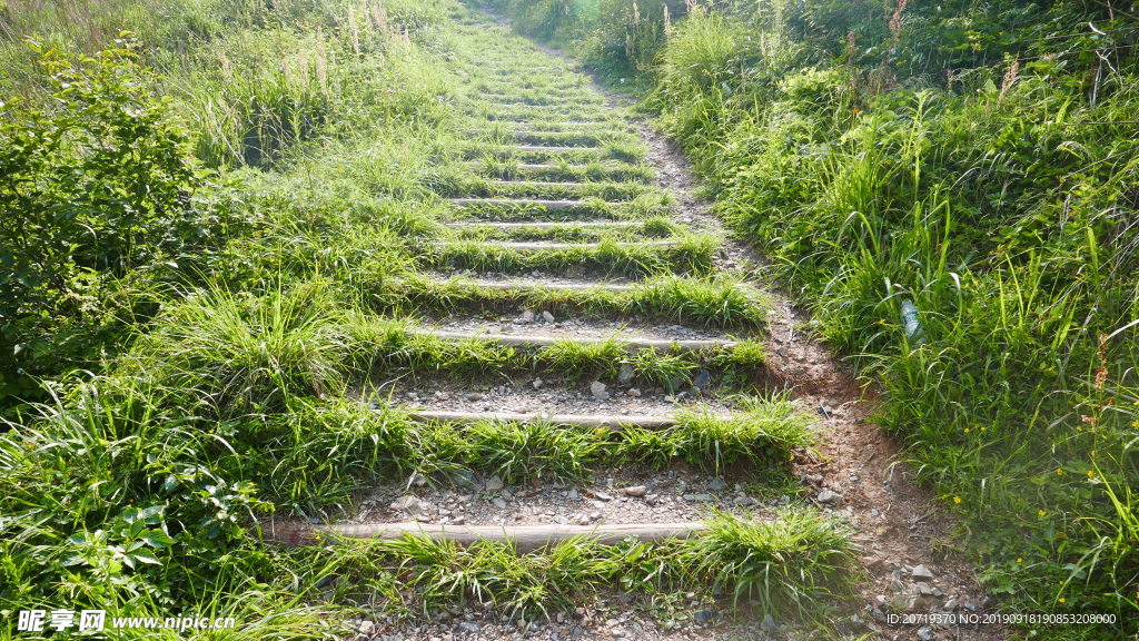 台阶上的草