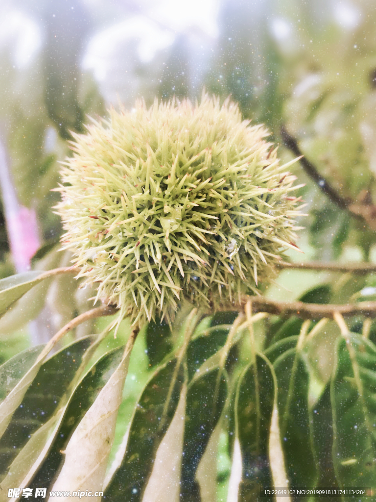 板栗