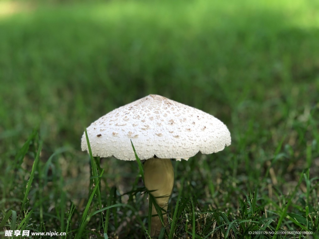 伞状白蘑菇