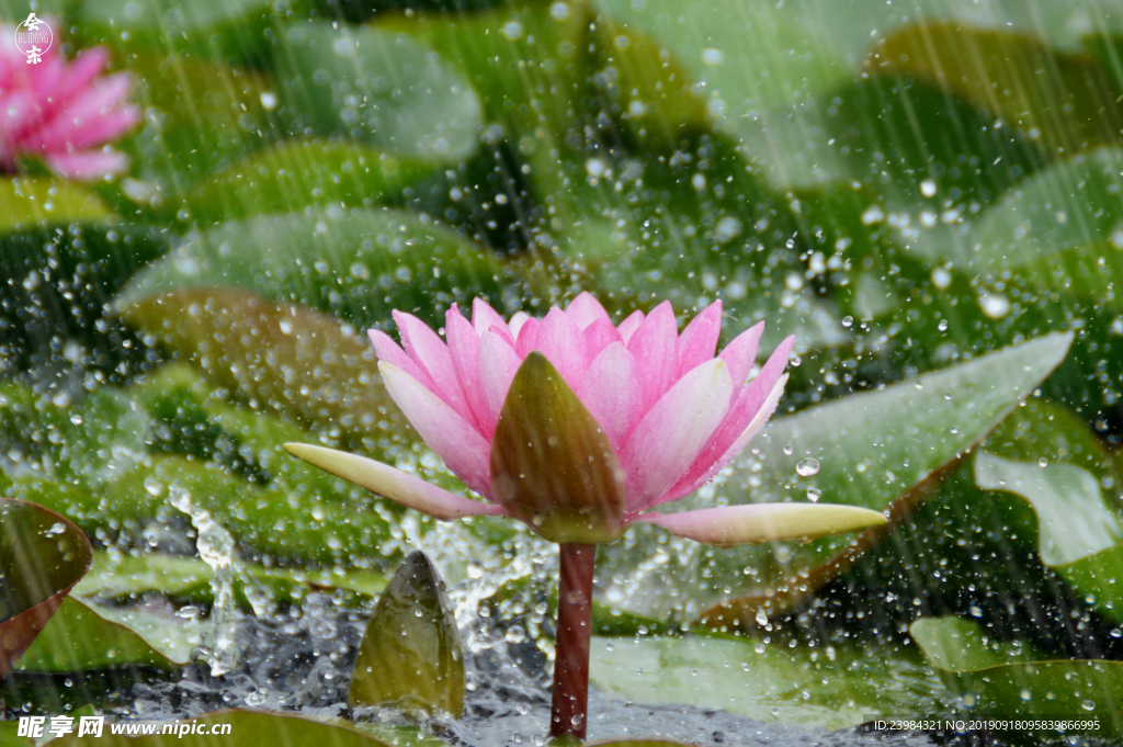 雨中荷花