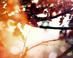 秋天的枫叶风景图片