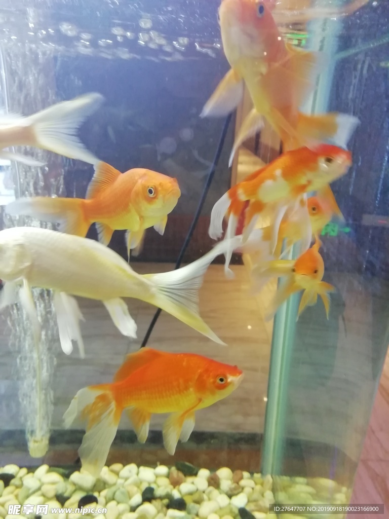 锦鲤
