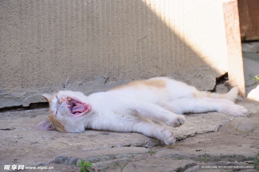 小猫咪睡觉