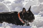 雪地里法国斗牛犬