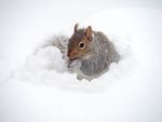 雪地里的松鼠