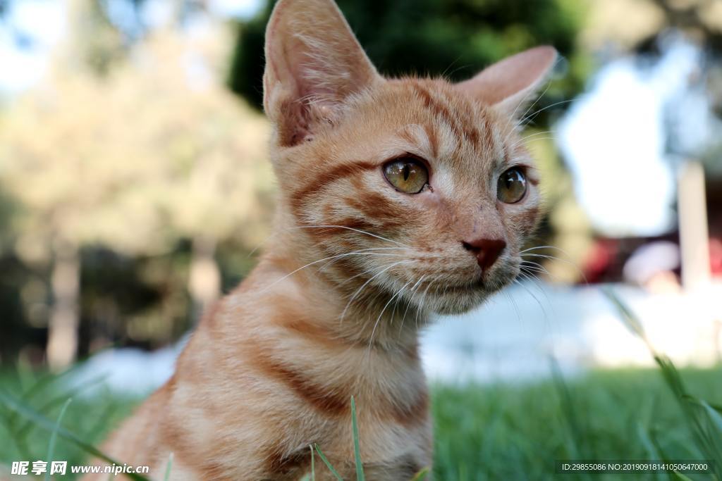 可爱小橘猫