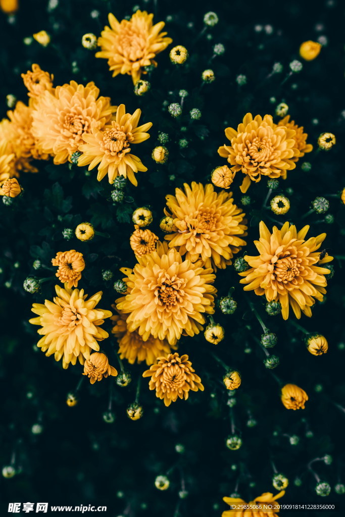 秋天黄色菊花