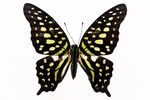 蝴蝶  素材 标本 图案 花纹
