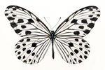 蝴蝶  素材 标本 图案 花纹
