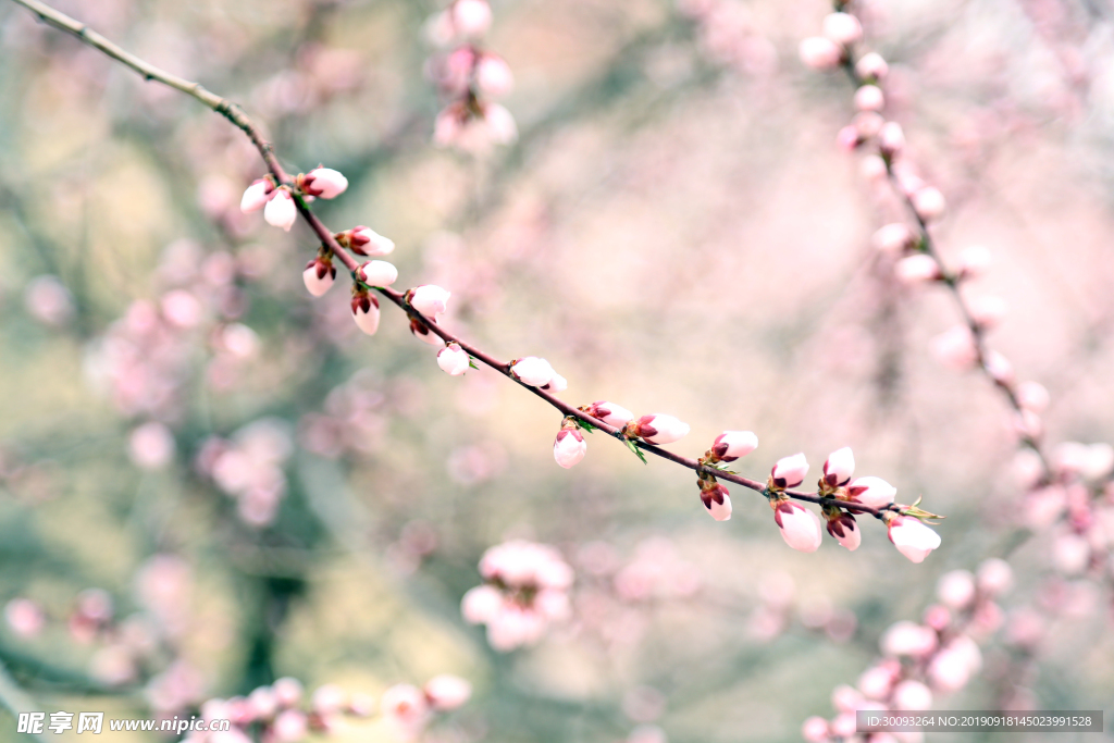 梅花