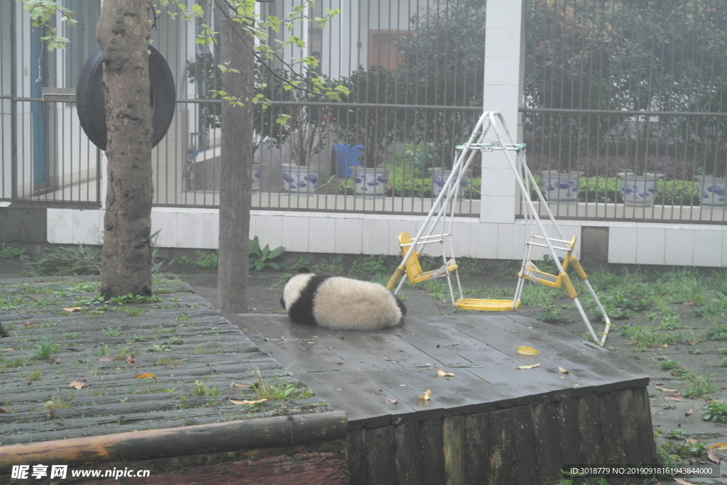熊猫