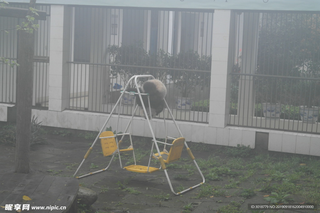熊猫