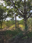 田园风景 户外 葡萄地 葡萄园