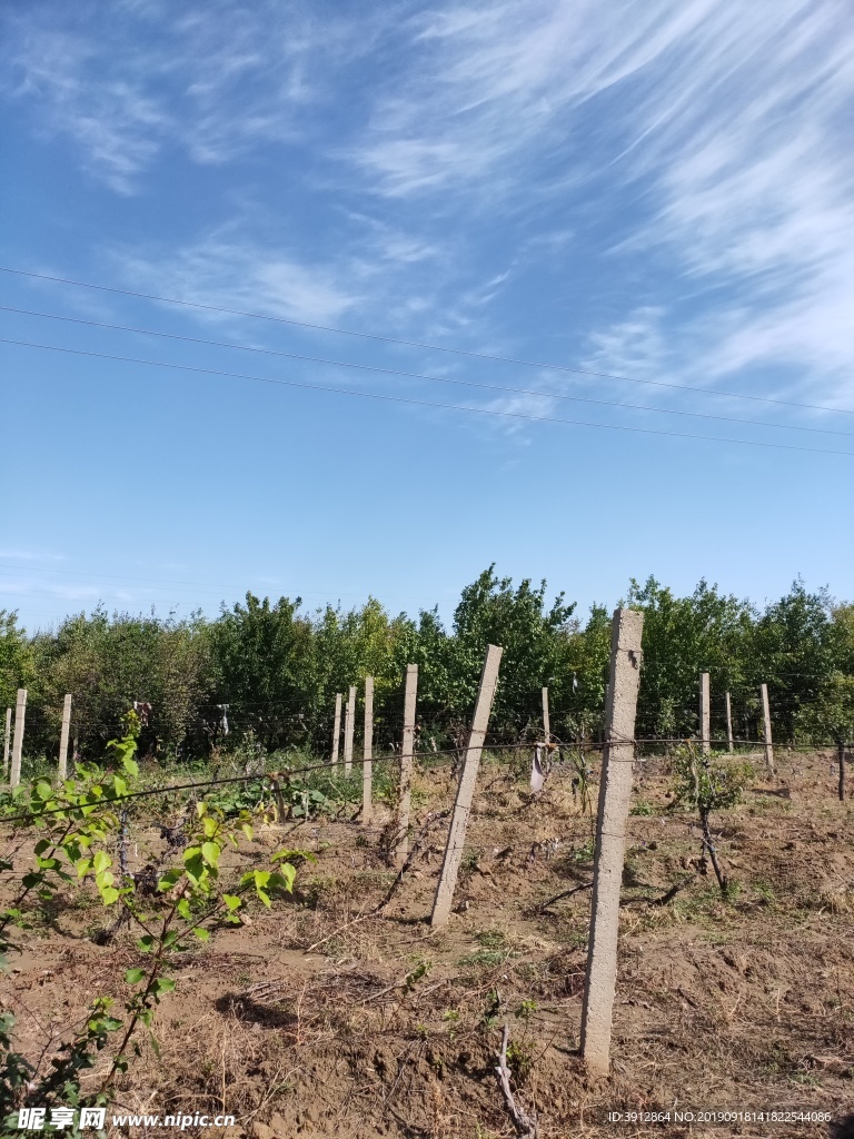 田园风景 户外 葡萄地 葡萄园