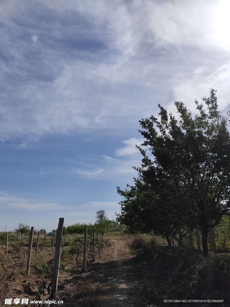 田园风景 户外 葡萄地 葡萄园