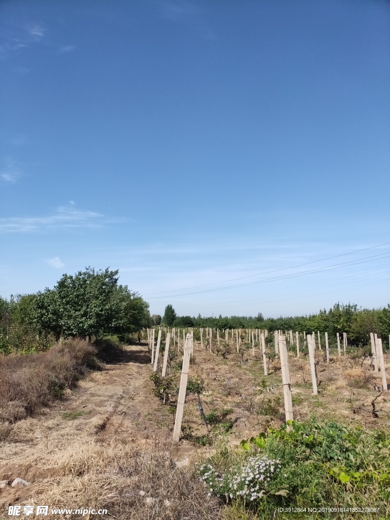 田园风景 户外 葡萄地 葡萄园