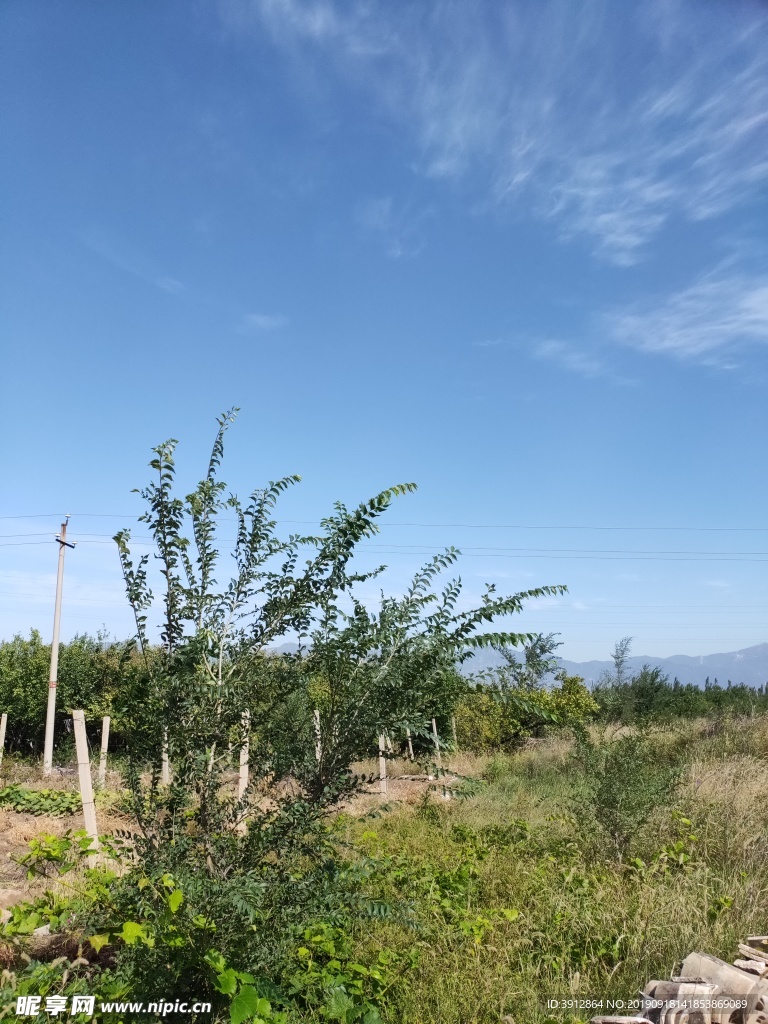 田园风景 户外 葡萄地 葡萄园