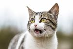 可爱猫咪
