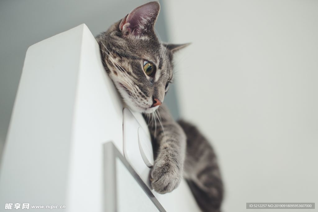 可爱猫咪