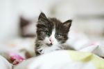 可爱猫咪