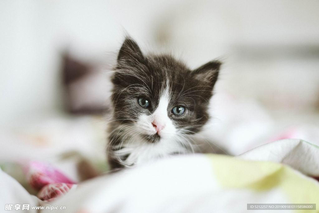 可爱猫咪
