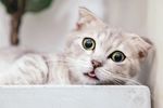 可爱猫咪
