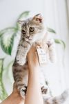 可爱猫咪