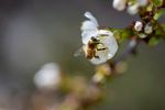 蜜蜂采蜜特写