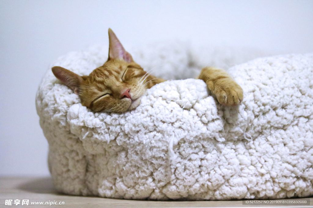 可爱猫咪