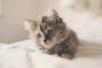 可爱猫咪