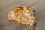 可爱猫咪