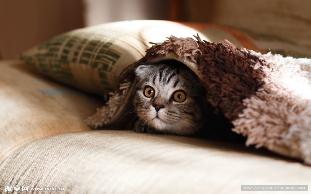 可爱猫咪