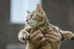 可爱猫咪