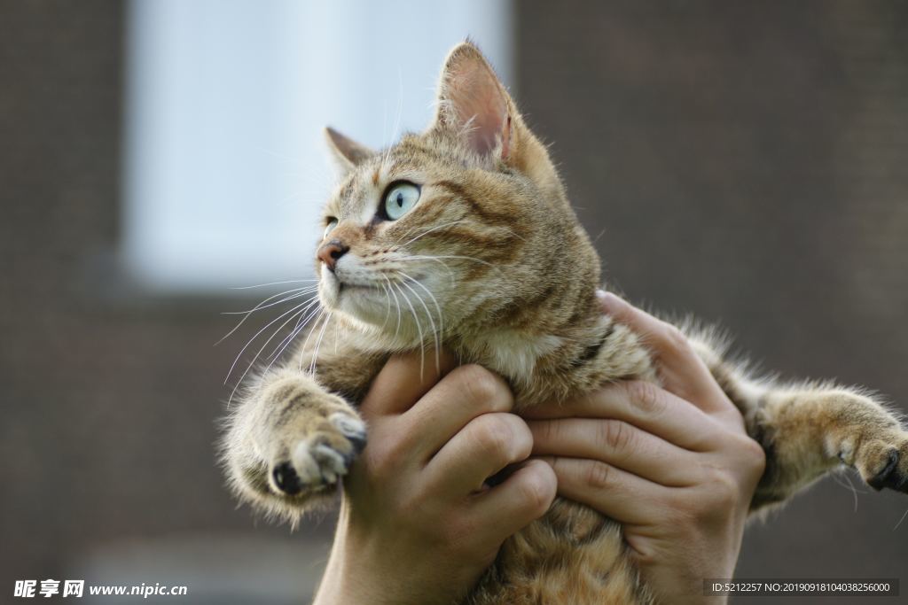 可爱猫咪