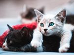 可爱猫咪