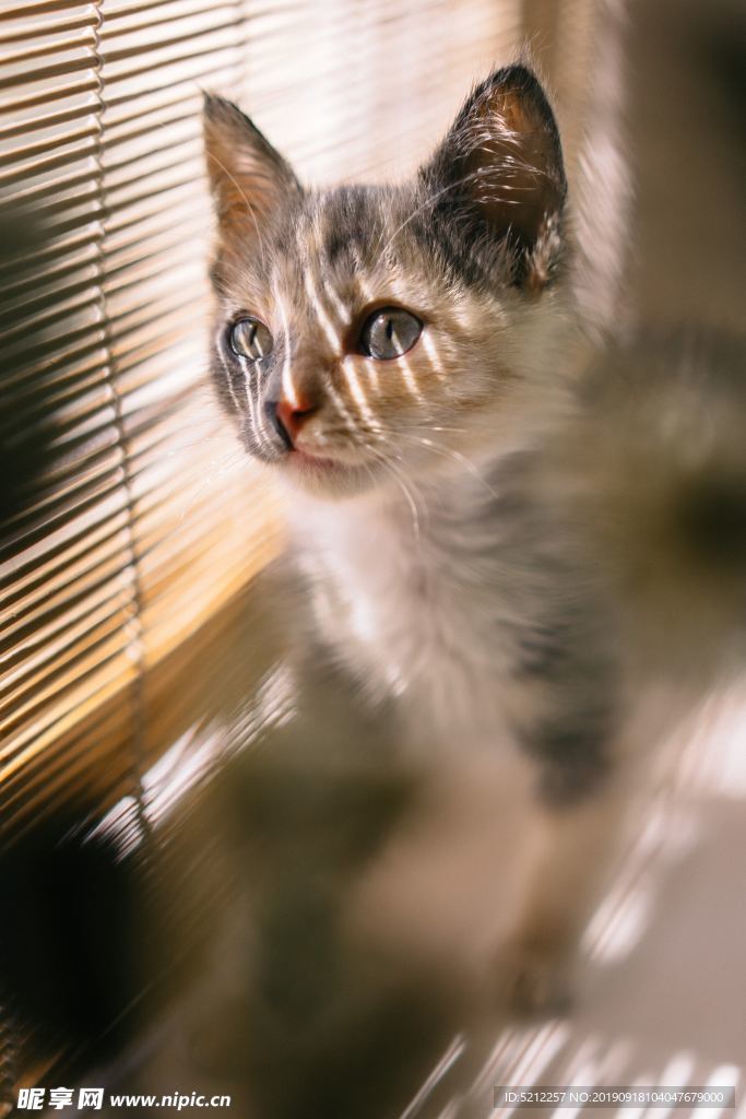 可爱猫咪