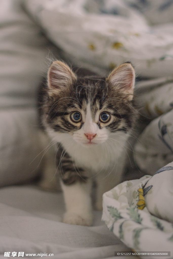 可爱猫咪