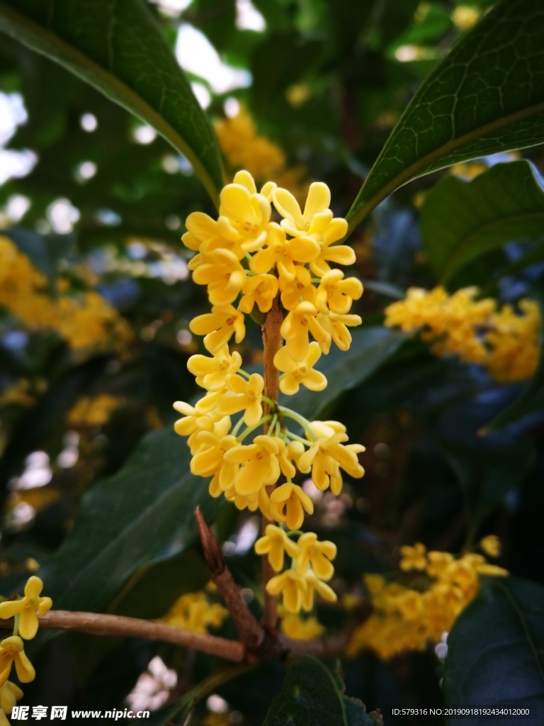 桂花