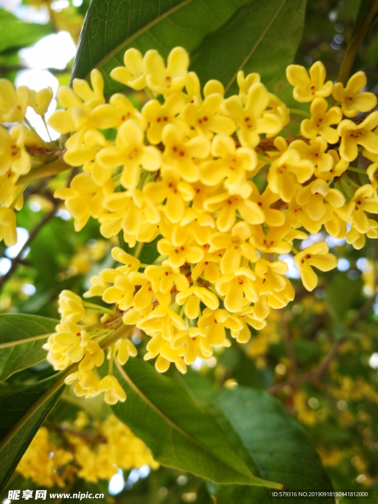 桂花