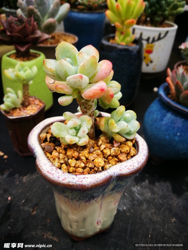 多肉植物