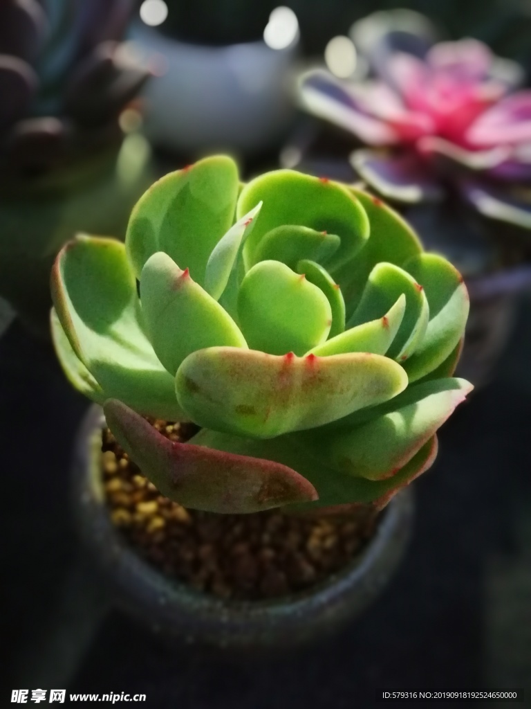 多肉植物