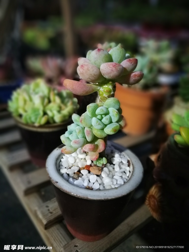 多肉植物