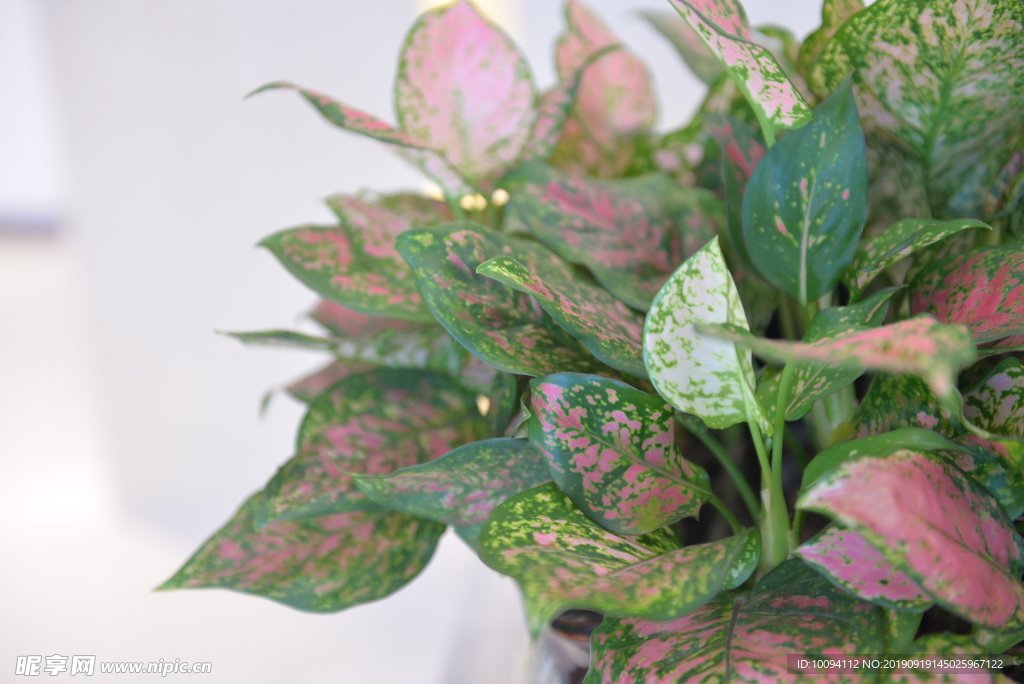 植物