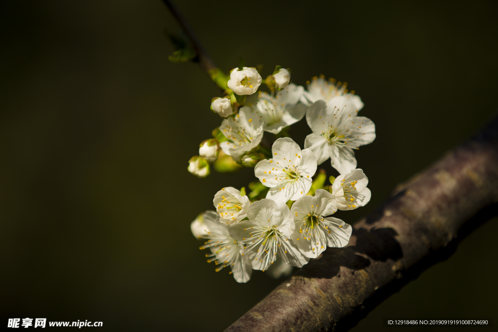 樱桃花