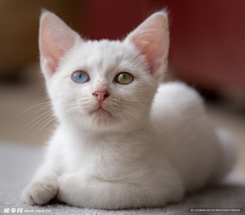 可爱白色的小猫咪壁纸-壁纸图片大全
