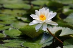 白色莲花植物池塘
