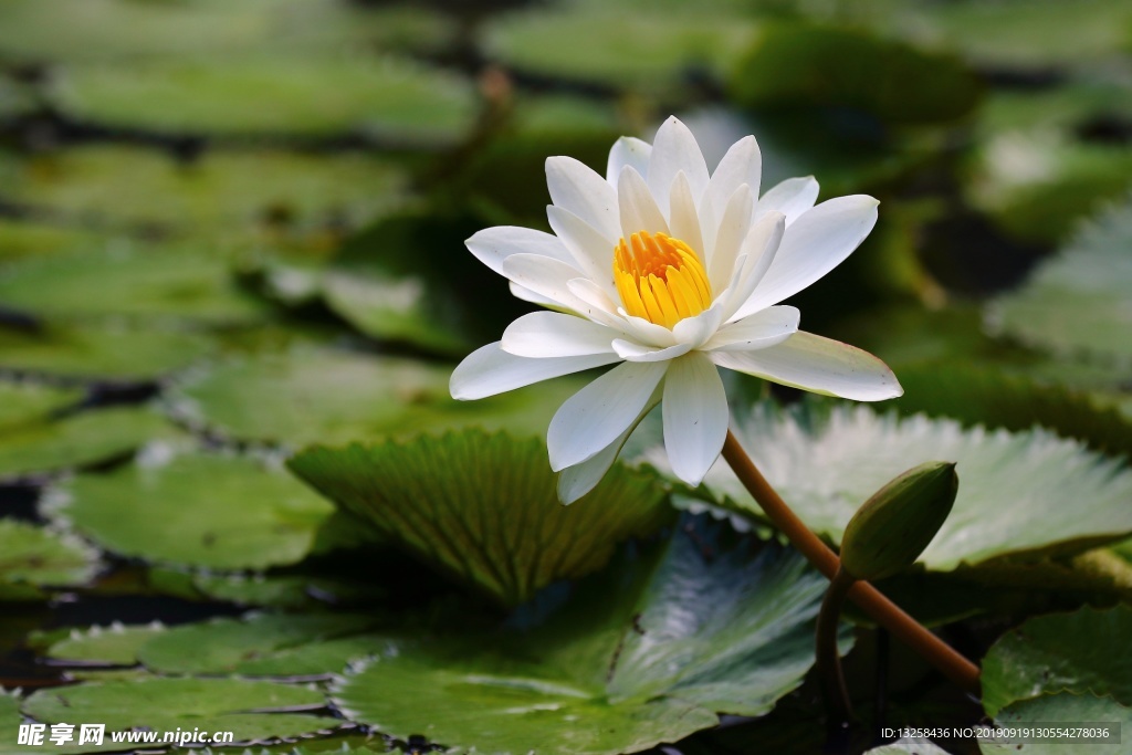 白色莲花植物池塘